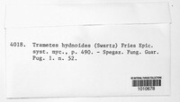Cerrena hydnoides image
